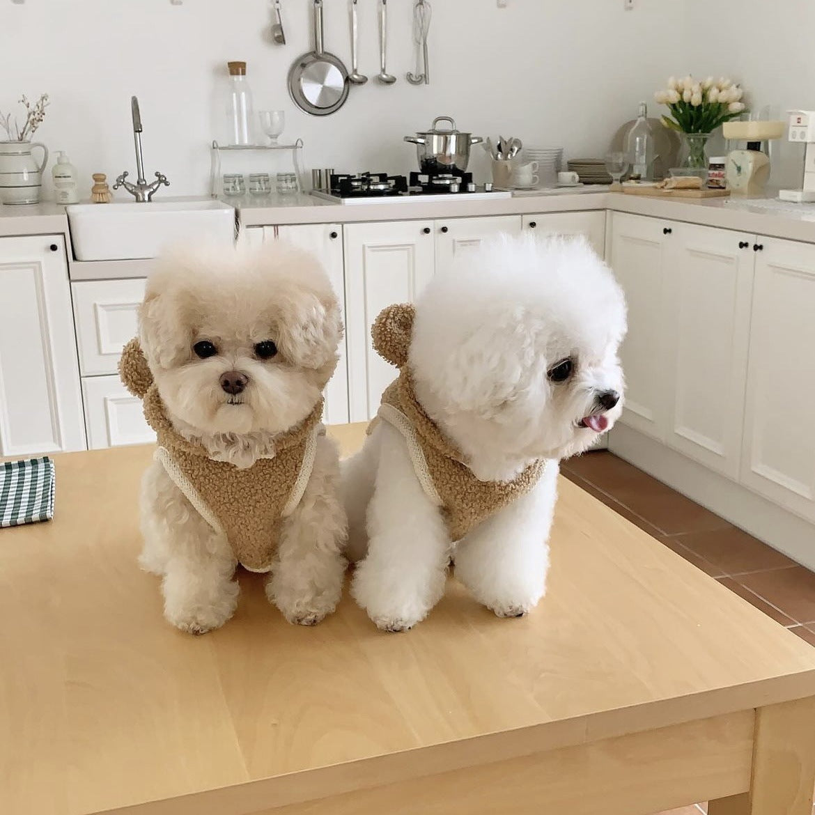 Warm Pet Cape for Small and Medium Dogs and Cats